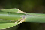 Giant cutgrass